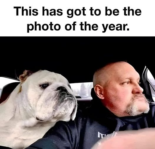 photo of year bulldog.png